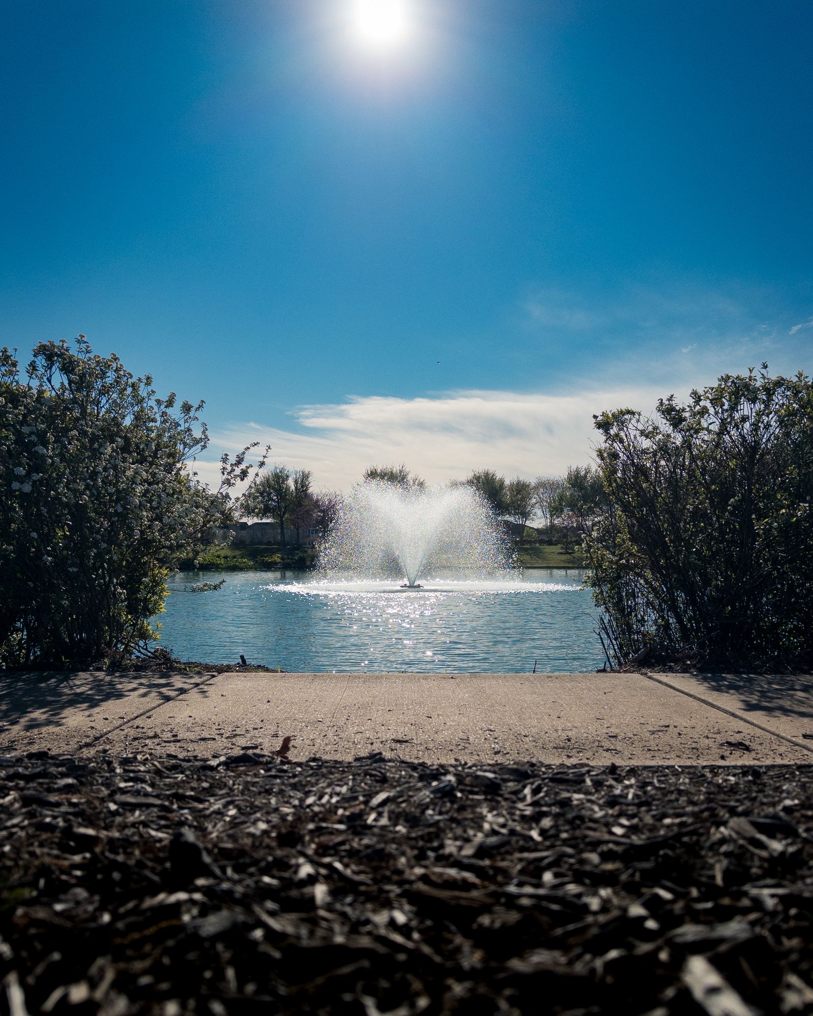 Sunny Texas park with a fountain, pond, and flowering shrubs