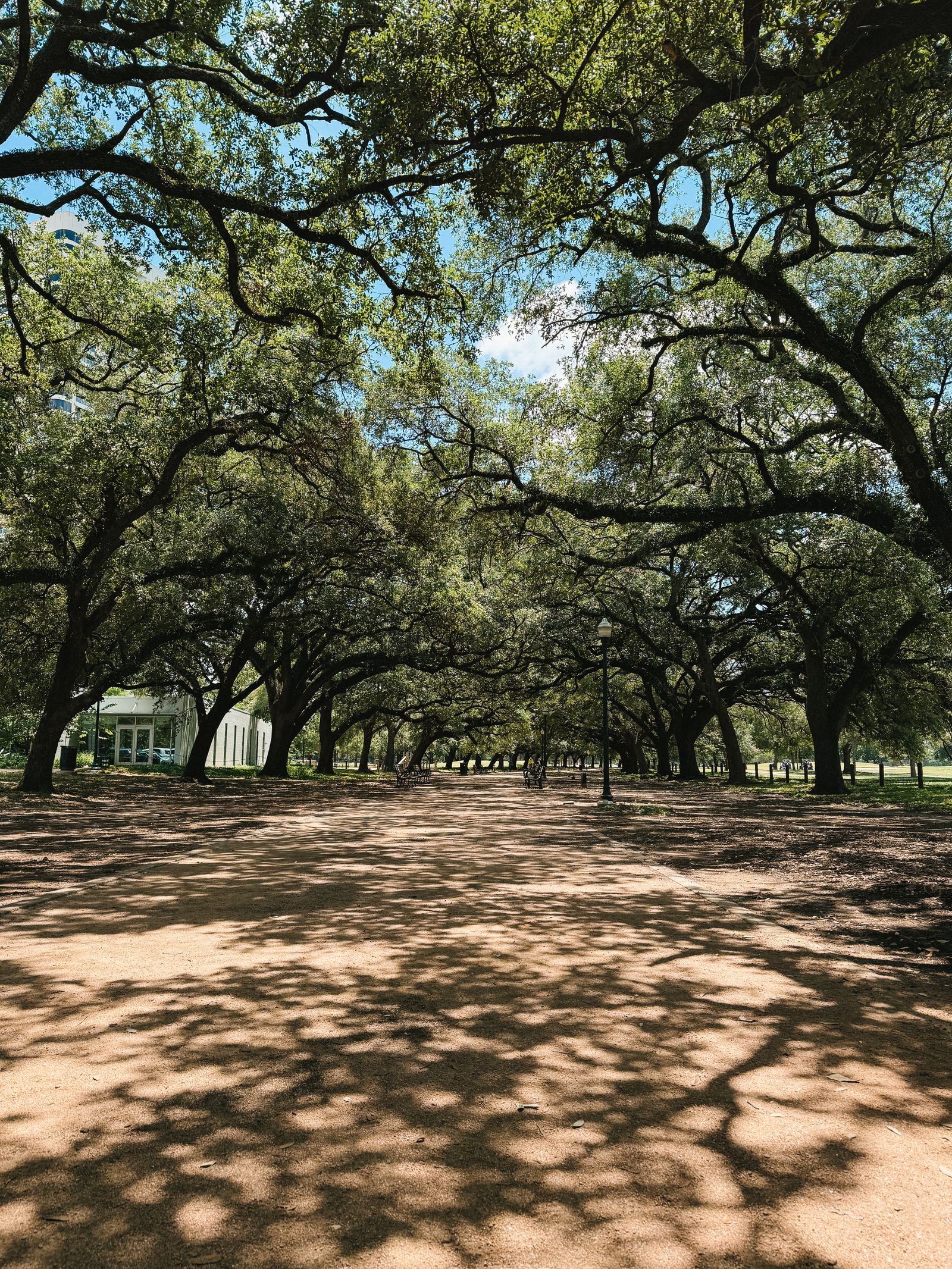 A shaded Texas walking path beneath spreading oak trees